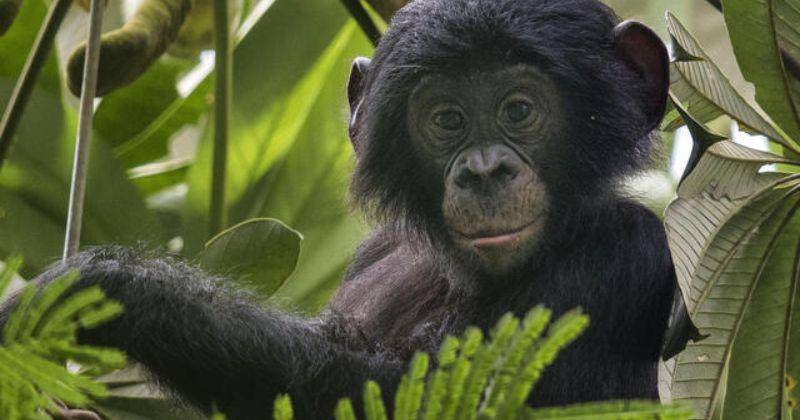 Worldwildlife.org/Bonobo